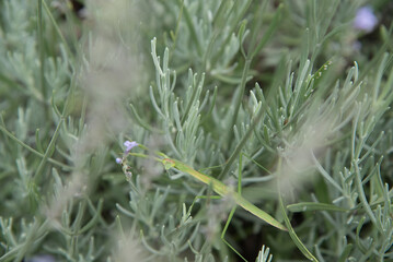 A praying mantis camouflaged in a lavender plant.
