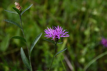 Close-up of purple cornflower on a sunny summer day with bokeh of green meadow grass.