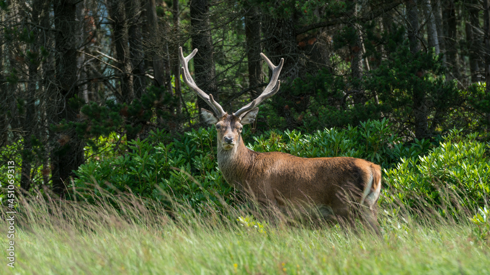 Wall mural monarch of the glen