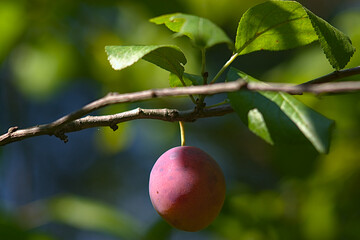 ripening fruit on a branch in late summer
