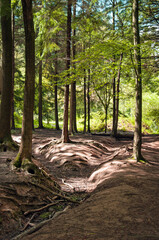 Forest in the morning