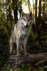 Wild Wolf Licking Lips in Forest