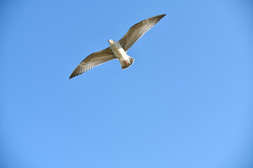 Obraz premium Survol