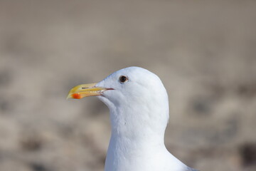 seagull on the beach