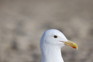 seagull 