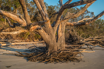 Dead tree on driftwood beach closeup