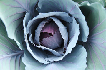 A top view image of a large organically grown purple cabbage head and leaves. 