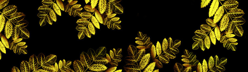 Fototapeta na wymiar Banner with gold leaves on black background. Outumn. 