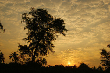 dawn sky in the jungle. sunrise in the Indian jungle
