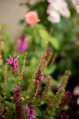 A backdrop of roses