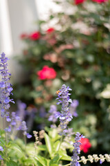 Blooms & bees