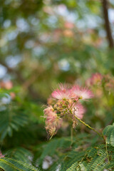 Mimosa blooms