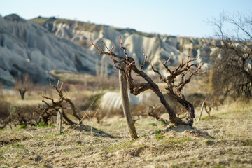Vineyard in Cappadocia for wine in winter. Turkey