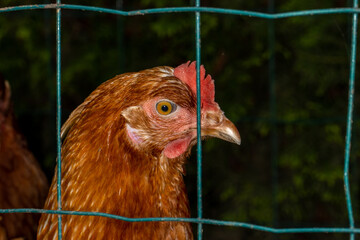 Close up of chicken behind green fencing
