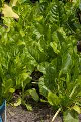 Home grown lettuce in off-grid garden