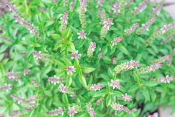 Beautiful nature background of blossom purple flower on Thai basil plant at organic garden