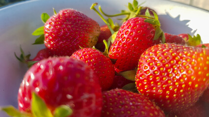 Fresh juicy ripe tasty organic strawberries in an old metal bowl outdoors on a sunny summer day. Strawberry red fresh berries and sweet juicy fruit.