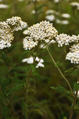 An image of white wild yarrow flowers used for herbal medicine. 