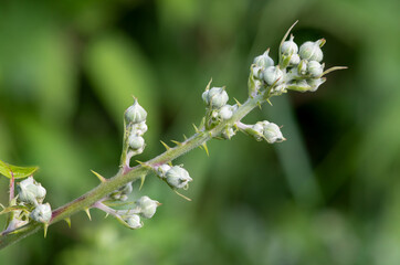Close up of buds on a common bramble (rubus fruticosus) plant