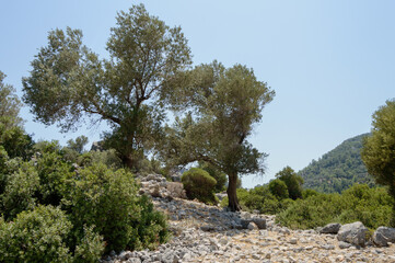 Bay of Marmaris. Olive trees on the slopes of the mountains. Forests and mountains around Marmaris....