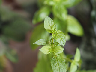 Fototapeta na wymiar peppermint (Mentha piperita) plant