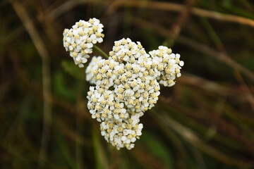 An image of white wild yarrow flowers used for herbal medicine. 
