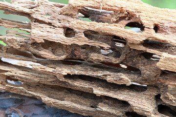 Tunnels chewed into wood by carpenter ants