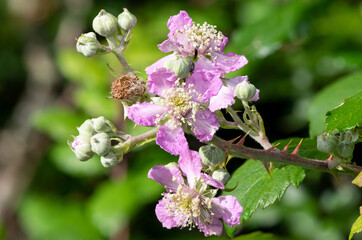 Close up of pink flowers on a common bramble (rubus fruticosus) plant