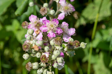 Close up of pink flowers on a common bramble (rubus fruticosus) plant