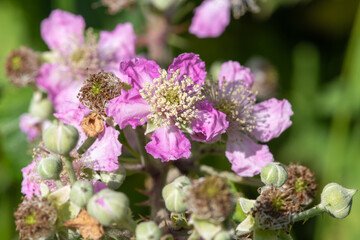 Close up of pink flowers on a common bramble (rubus fruticosus) plant