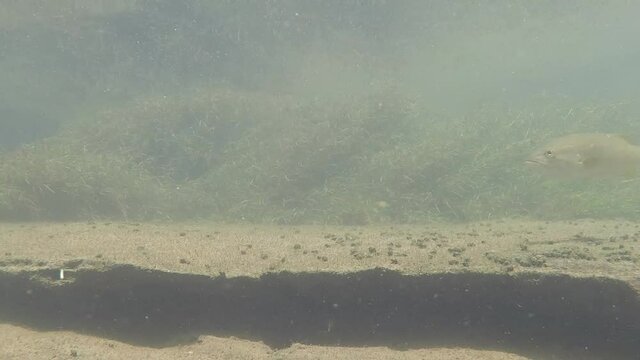 Fish swimming under water and darting in current
