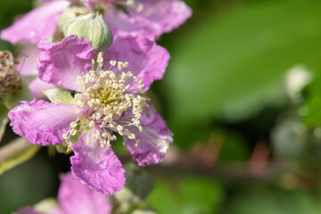 Close up of pink flowers on a common bramble (rubus fruticosus) plant