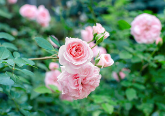 pink rose in the garden on a background of green leaves