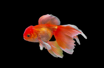 goldfish on black background
