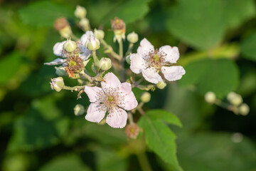 Close up of white flowers on a common bramble (rubus fruticosus) plant
