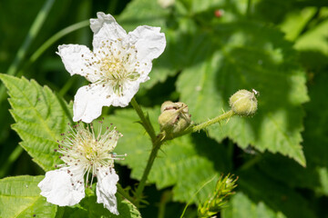 Close up of white flowers on a common bramble (rubus fruticosus) plant
