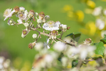 Close up of white flowers on a common bramble (rubus fruticosus) plant