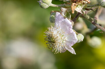 Macro shot of a white flower on a common bramble (rubus fruticosus) plant