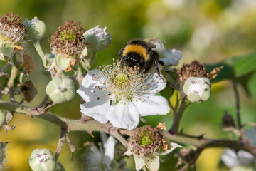 Close up of a bumble bee pollinating a white flower on a common bramble (rubus fruticosus) plant