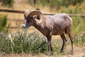 Big Horn Sheep