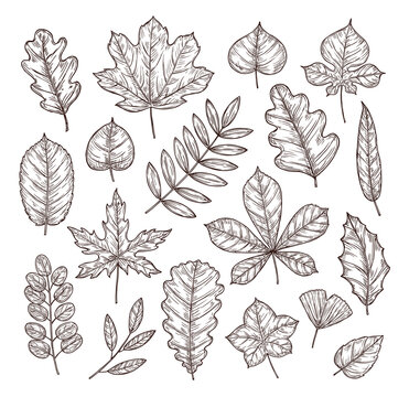 Sketch autumn leaves. Autumn vector set.