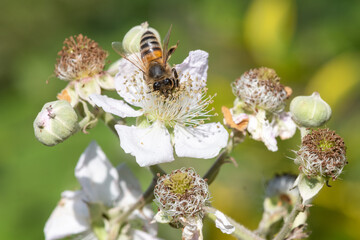 Close up of a european honey bee (apis mellifera)  pollinating awhite flowers on a common bramble (rubus fruticosus) plant