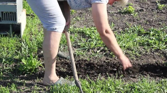 a mature woman of Caucasian ethnicity in light home clothes in a vegetable garden chops her plot with a hoe on a sunny bright spring day. Work at the summer cottage. active lifestyle