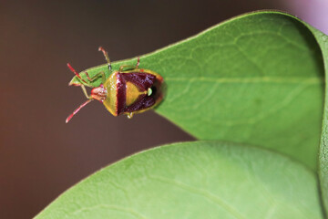 Macro of a Banasa Stink Bug on a green leaf
