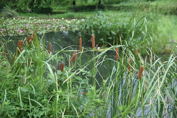 Cattail (Typha latifolia) growing on the water's edge. Typhaceae perennial emergent plant. 