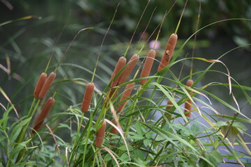 Cattail (Typha latifolia) growing on the water's edge. Typhaceae perennial emergent plant. 