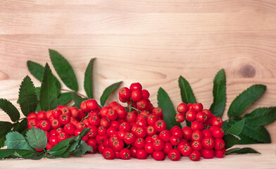 red autumn bunch of mountain ash on a wooden background