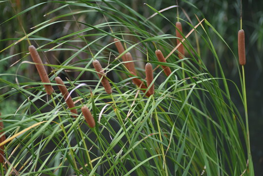 Cattail (Typha latifolia) growing on the water's edge. Typhaceae perennial emergent plant. 