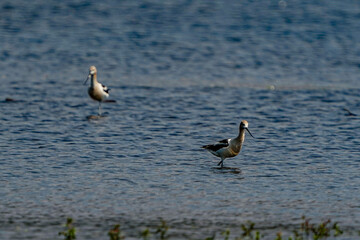 black headed gull