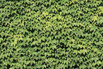 green plants pattern backdrop wallpaper